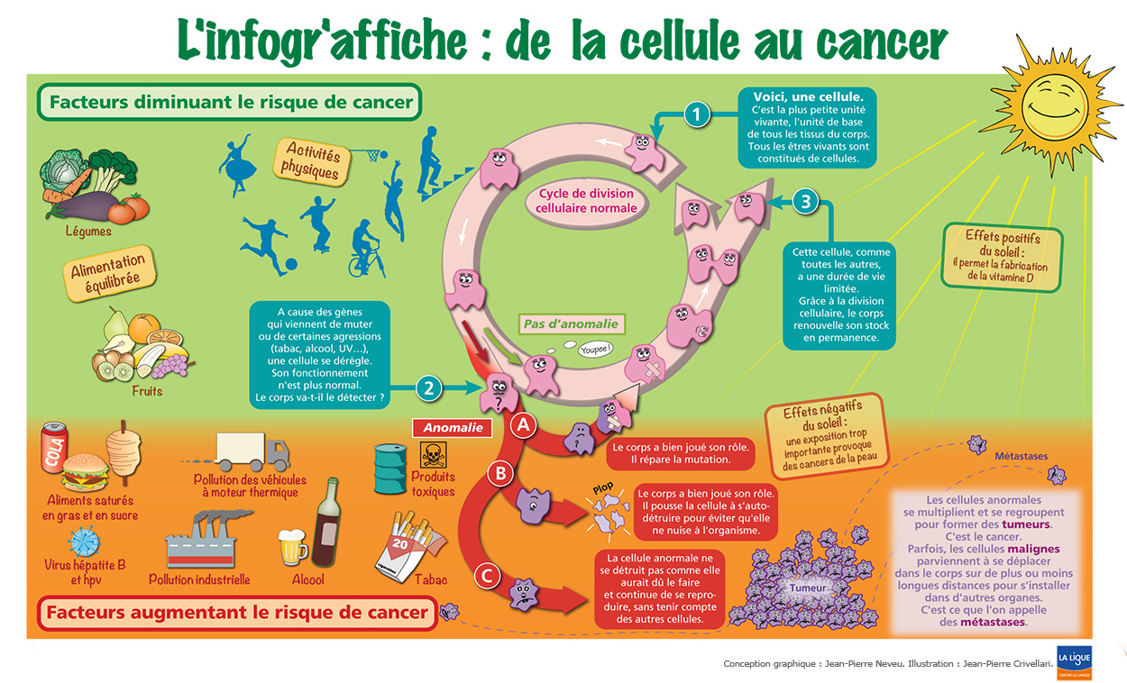 De la cellule au cancer : comment les cellules réagissent face à un environnement sain et face à un environnement qui augmente les risques