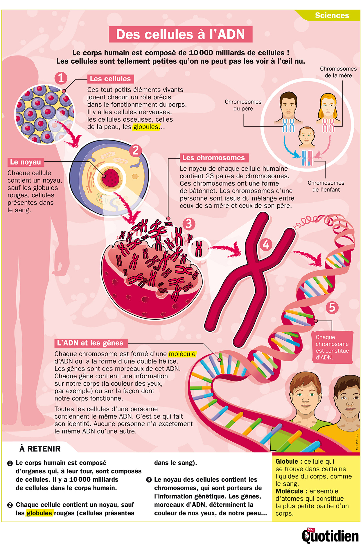  Infographie Mon Quotidien : Des cellules à l’ADN