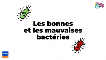Les bonnes et les mauvaises bactéries